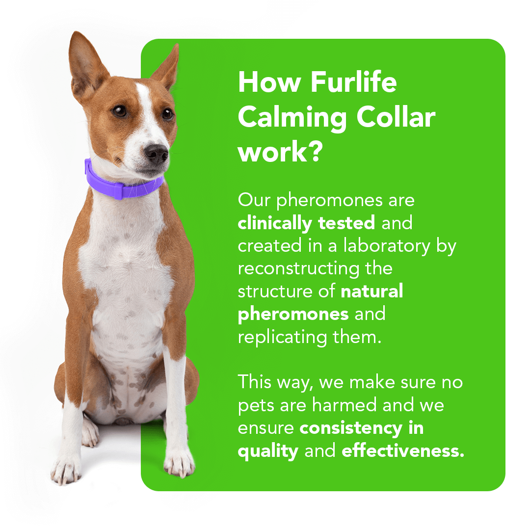 FurLife™ - Natural Pheromone Calming Collar for Dogs